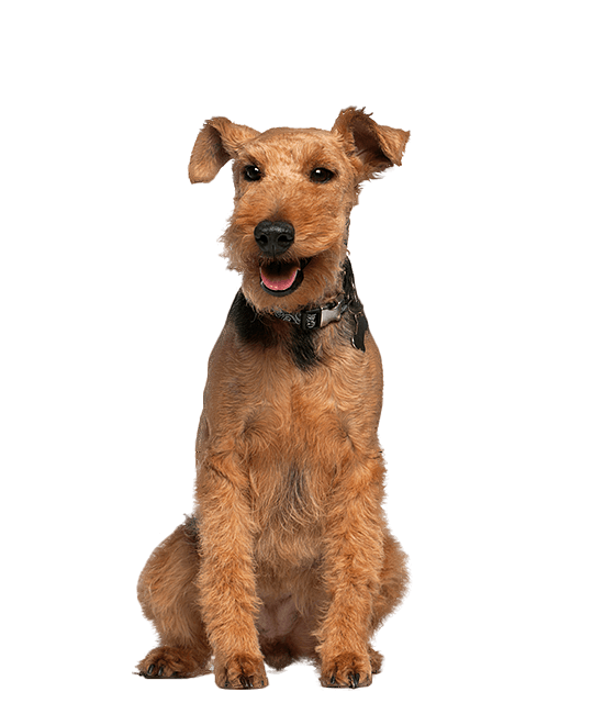 Welsh Terrier vierkant