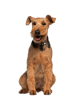 Welsh Terrier