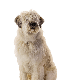 Zuid-Russische Owcharka