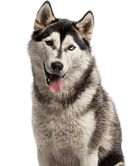 Alaska Malamute