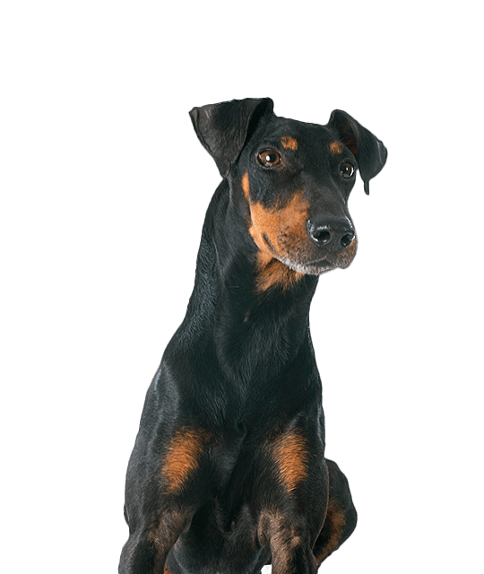 Manchester terrier