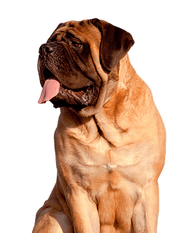 Mastiff