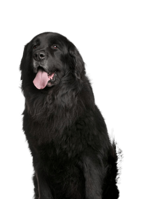 Newfoundlander rasdetail