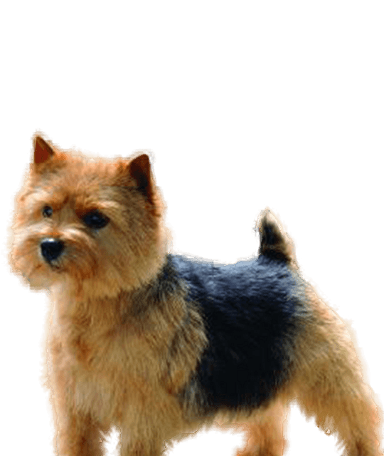 Norwich terrier