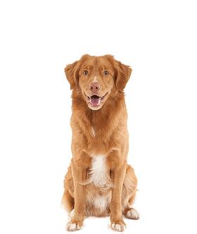 Nova Scotia Duck Tolling Retriever