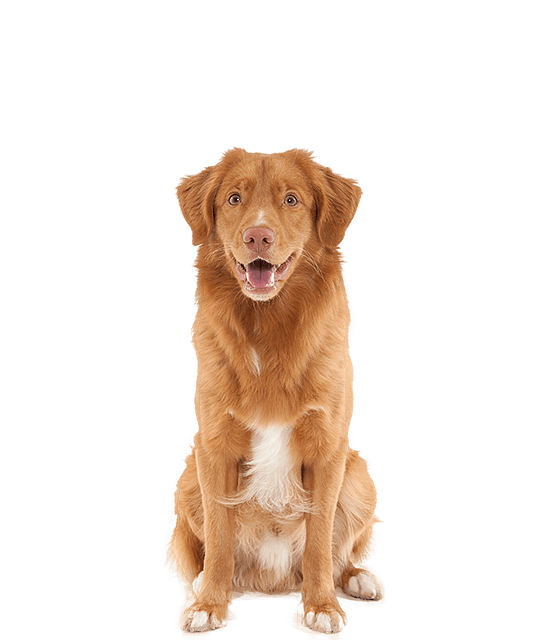 Nova Scotia Duck Tolling Retriever