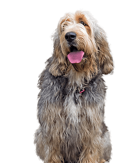 Otterhound