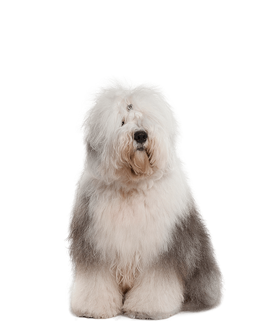 Old English Sheepdog