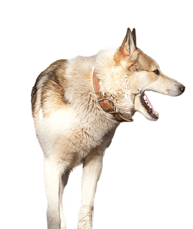 Oost Siberische Laika