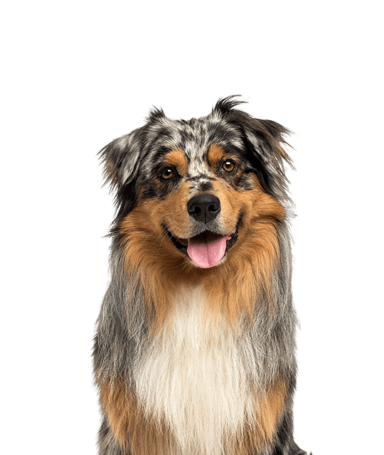 Australian shepherd