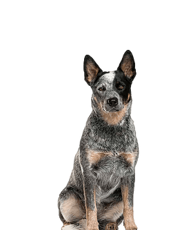 Australian Stumpy Tail Cattle Dog