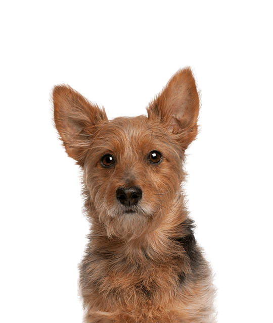 Australian terrier rasdetail