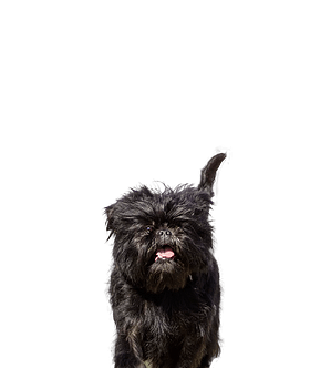 Affenpinscher