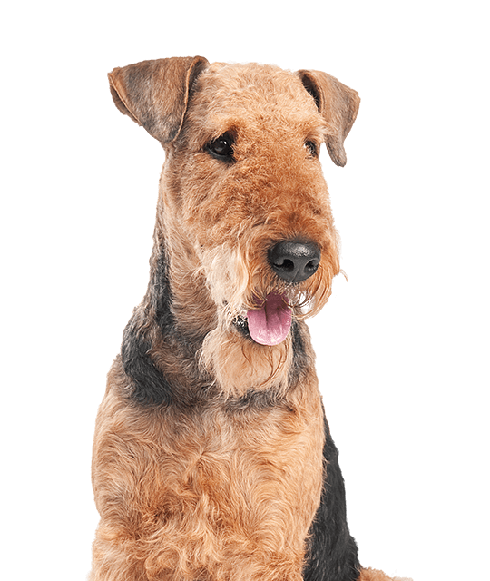 Airdale terrier rasdetail