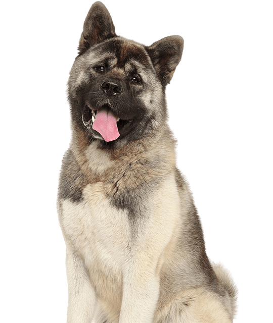 American Akita