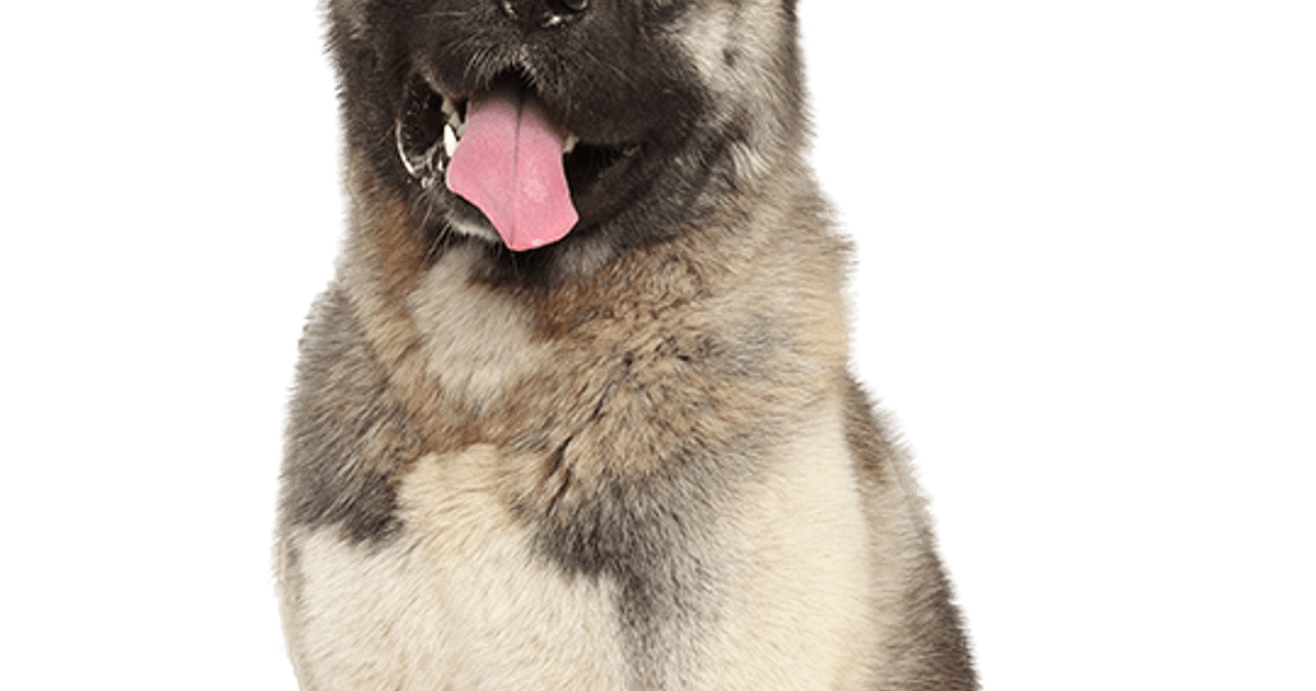 American Akita pups te koop
