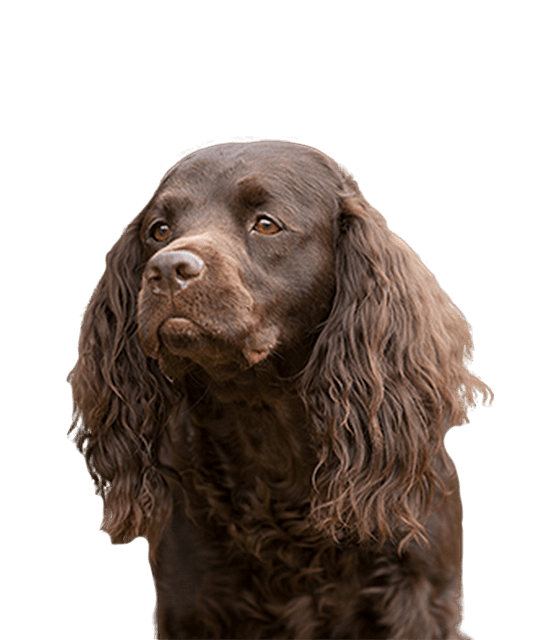 Amerikaanse waterspaniel