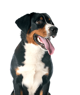 Appenzeller Sennenhond