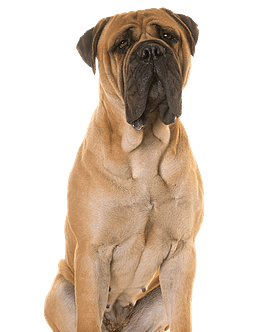 Bullmastiff