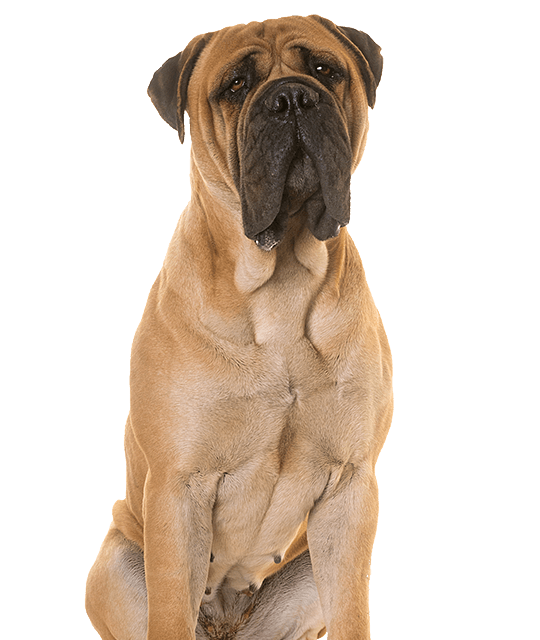 Bullmastiff rasdetail