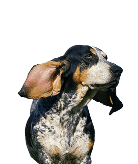 Basset Bleu de Gascogne