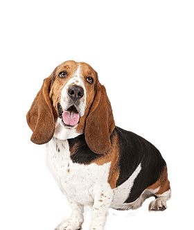 Basset Hound