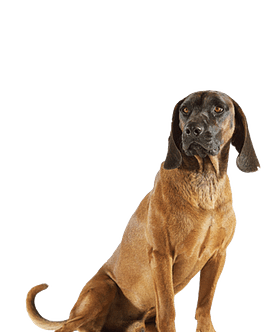 Bayerischer Gebirgsschweisshund