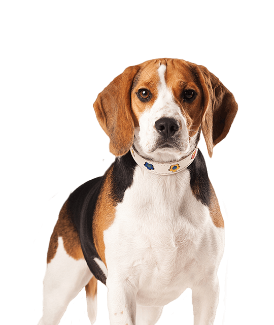 Stof Informeer Luik Beagle pups te koop | Bazoeki