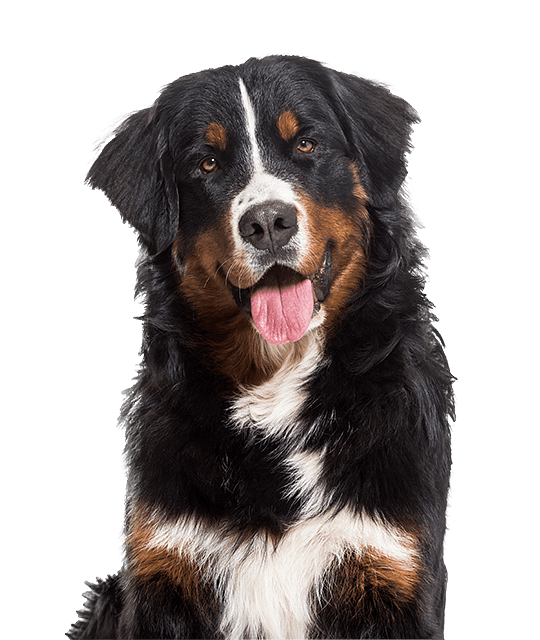 Berner Sennen pups te koop