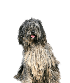 Bergamasco