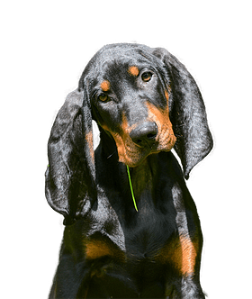 Black and Tan Coonhound