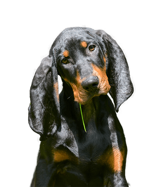 Black and tan coonhound