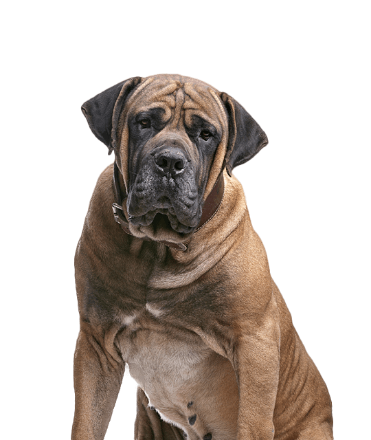 Boerboel