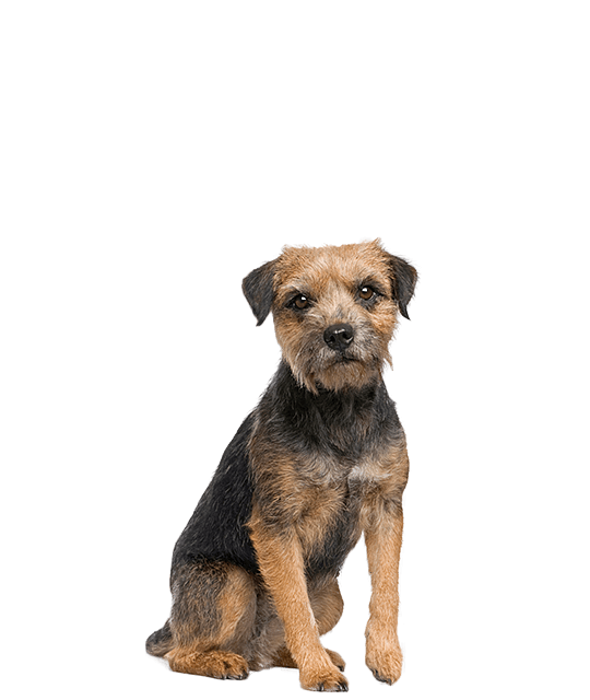 Border terrier vierkant