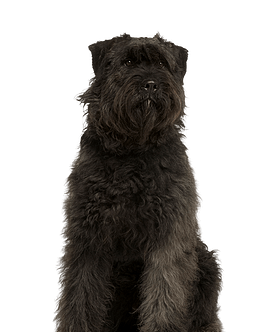 Bouvier des Ardennes