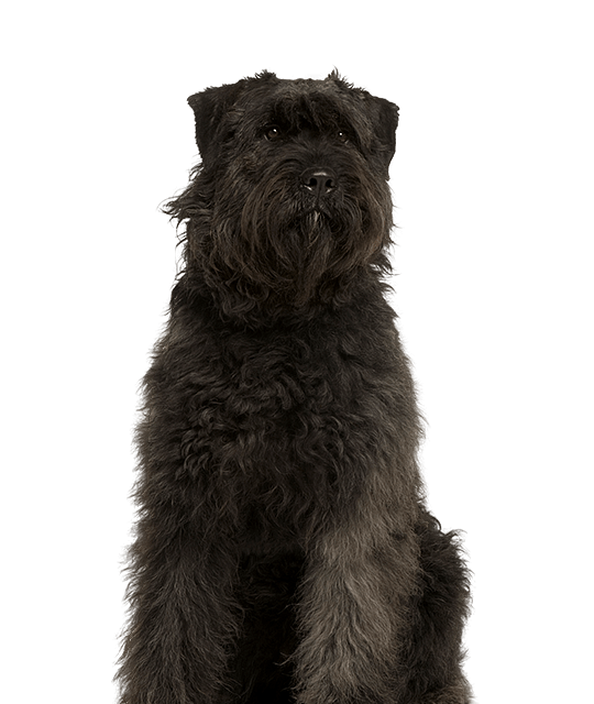 Bouvier des ardennes