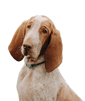 Bracco Italiano