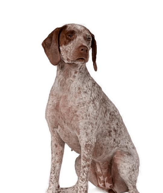 Braque du bourbonnais