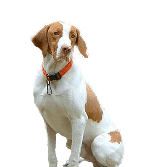 Braque Saint Germain