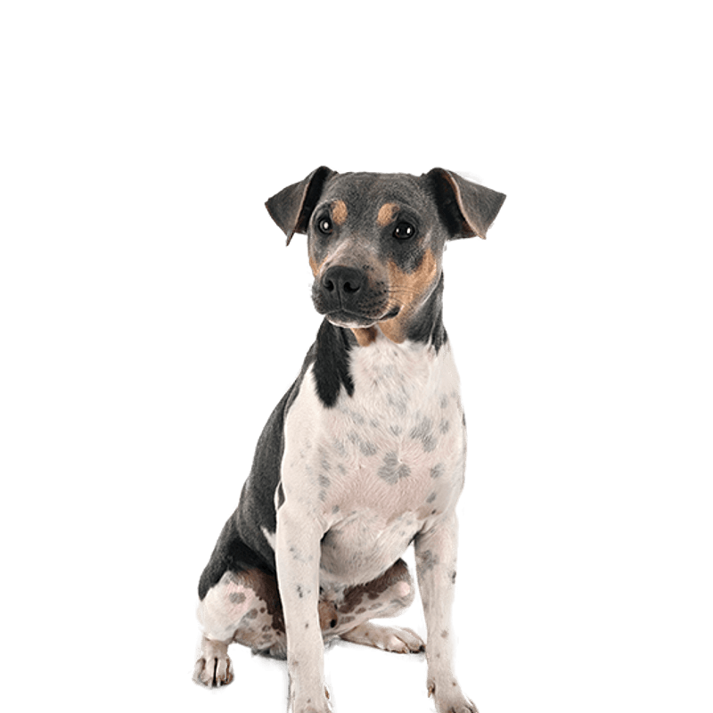 Braziliaanse Terriër pup kopen? Bazoeki