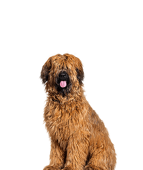 Briard