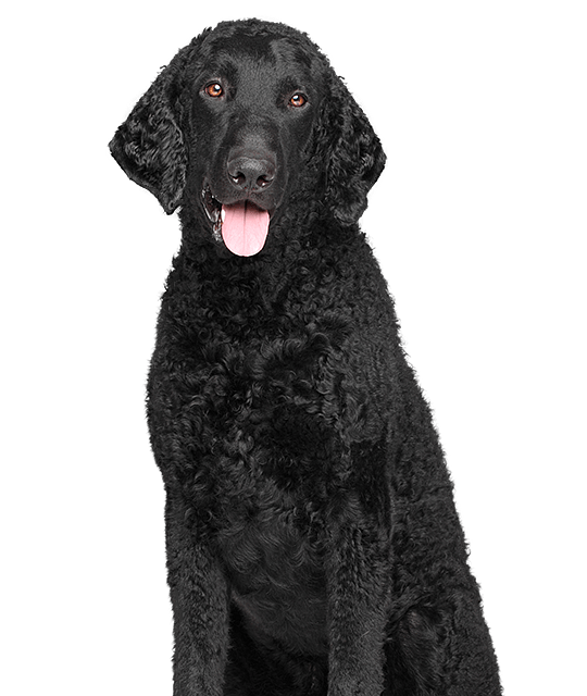 Curly coated retriever