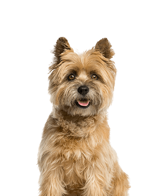 Cairn terrier rasdetail