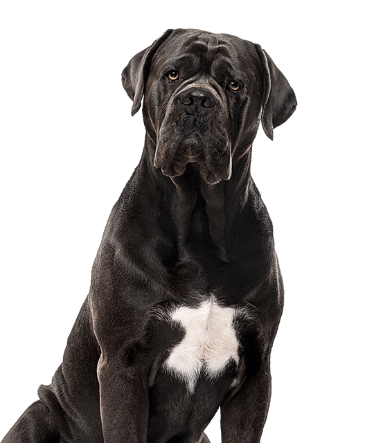 Cane corso pups te koop