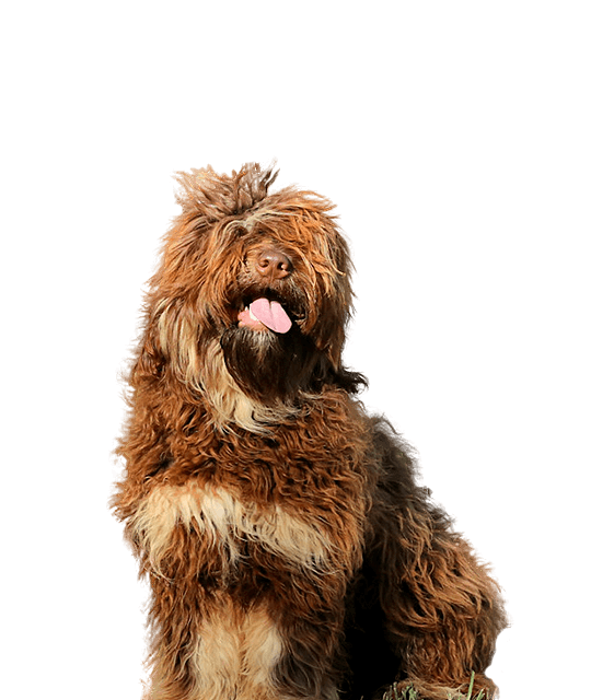 Cao de serra de aires