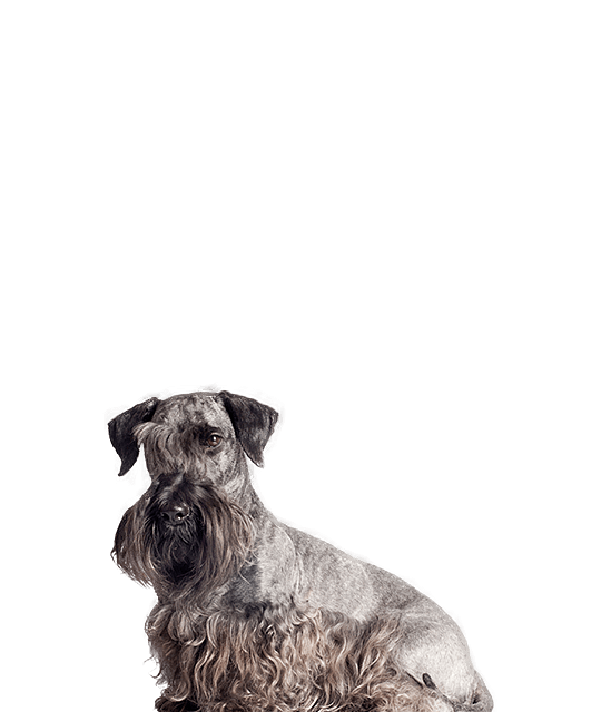 Cesky terrier