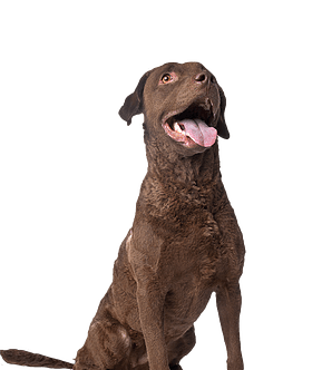 Chesapeake Bay Retriever