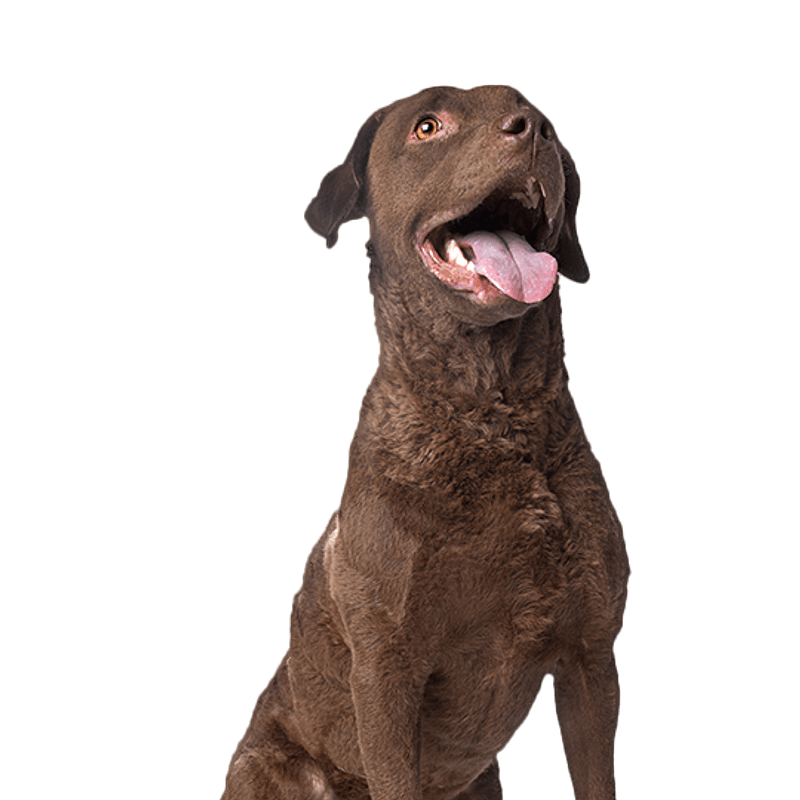 Flat Coated Black Chesapeake Bay Retriever Black Flat Coated