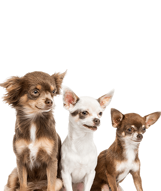 Chihuahua pups koop |