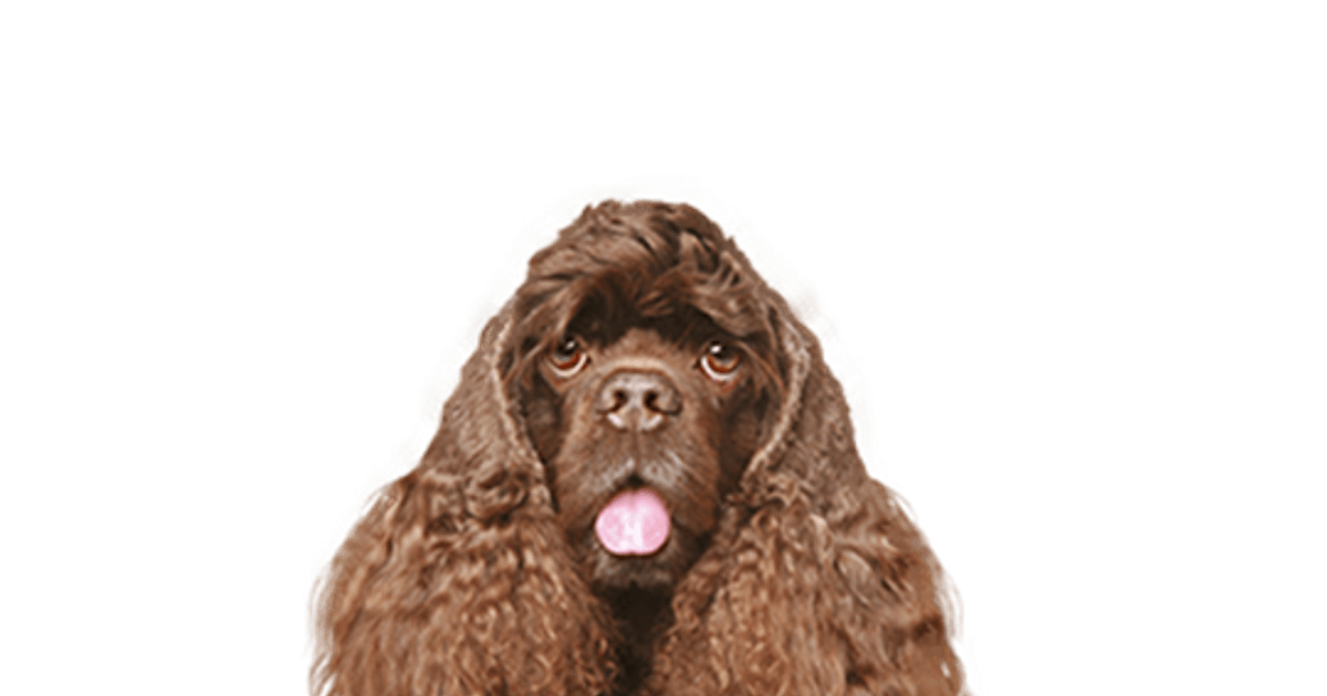Amerikaanse Cocker Spaniël pup kopen? Bazoeki